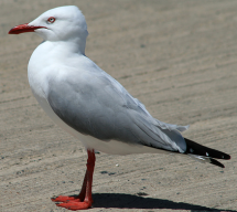 seagull